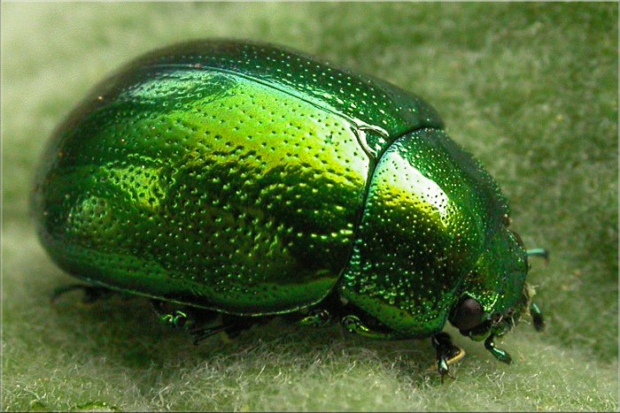 Chrysolina hyperici?